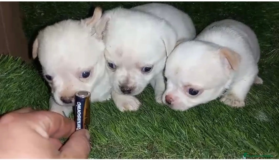 Chihuahua perros Macho chichuhua - Anuncio 27