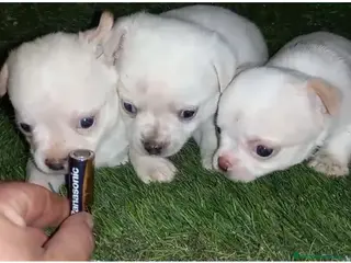 Chihuahua perros Macho chichuhua - Anuncio 27