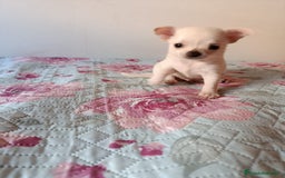 Chihuahua perros en venta: Chihuahua toy en Valencia  - Imagen 2