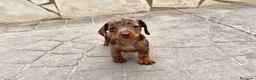 Teckel Miniatura perros en venta: Teckel kaninchen hembra  - Anuncio 4