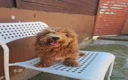 Caniche Enano perros en venta: Caniche enano - Imagen 7