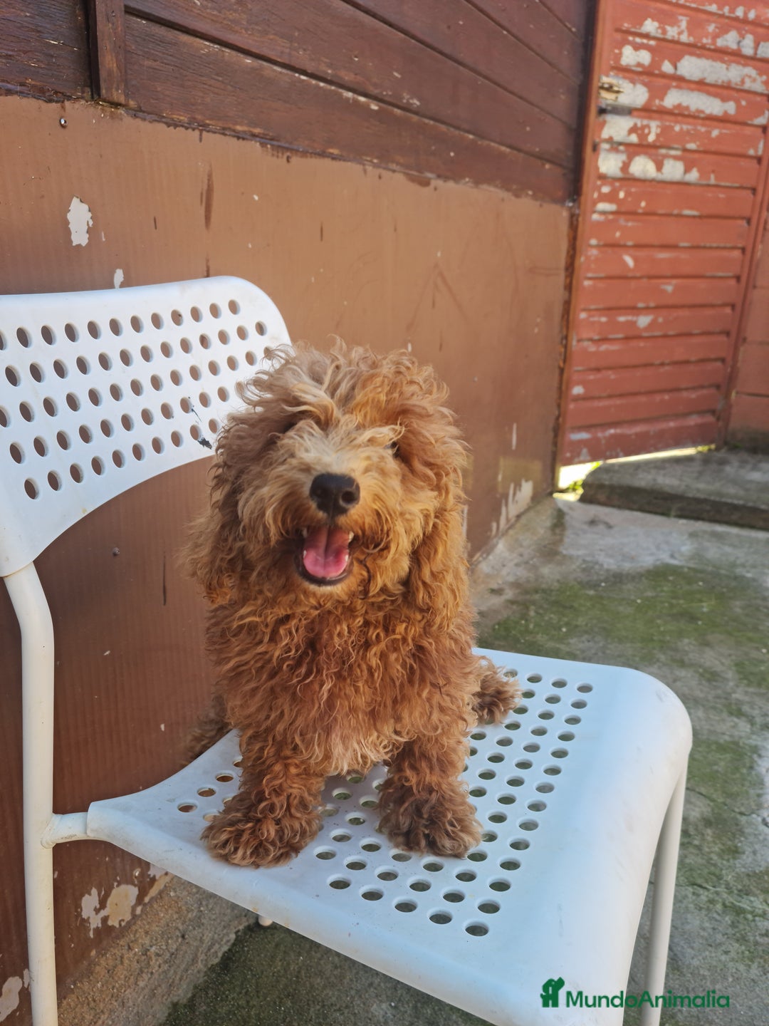 Caniche Enano perros en venta: Caniche enano - Imagen 7