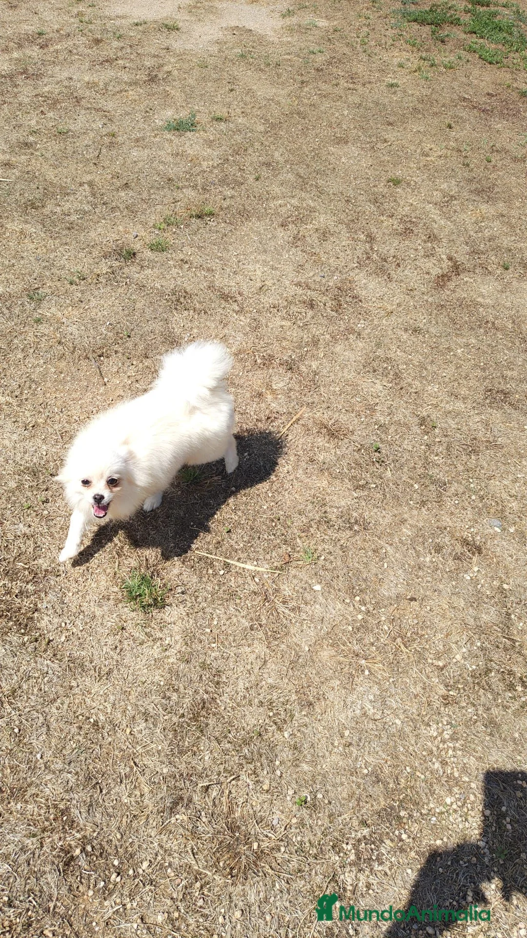 Pomerania perros en venta: Pomerañia toy - Anuncio 5