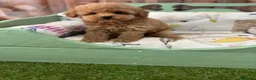 Caniche Toy perros en venta: Caniche Toy hembra muy pequeñita de tamaño. - Anuncio 6