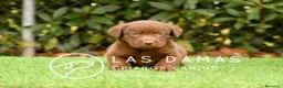 Labrador Retriever perros en venta: Labrador color chocolate - Anuncio 3