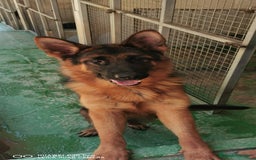 Pastor Alemán perros en venta: Cachorras pastor alemán, pedigre en Pontevedra - Imagen 2
