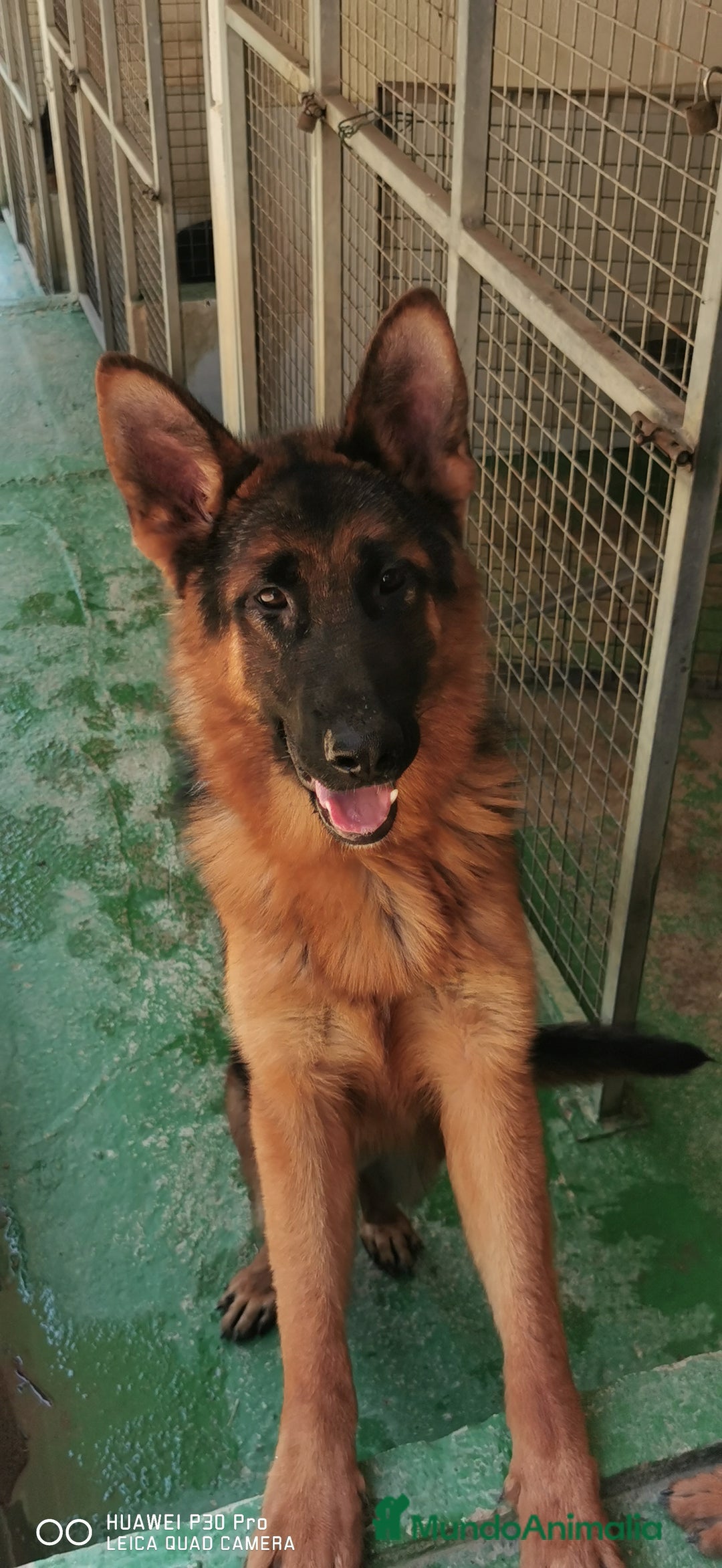 Pastor Alemán perros en venta: Cachorras pastor alemán, pedigre en Pontevedra - Imagen 2