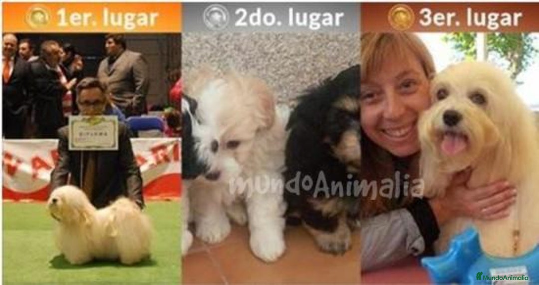 Imagen de galería {{count}}