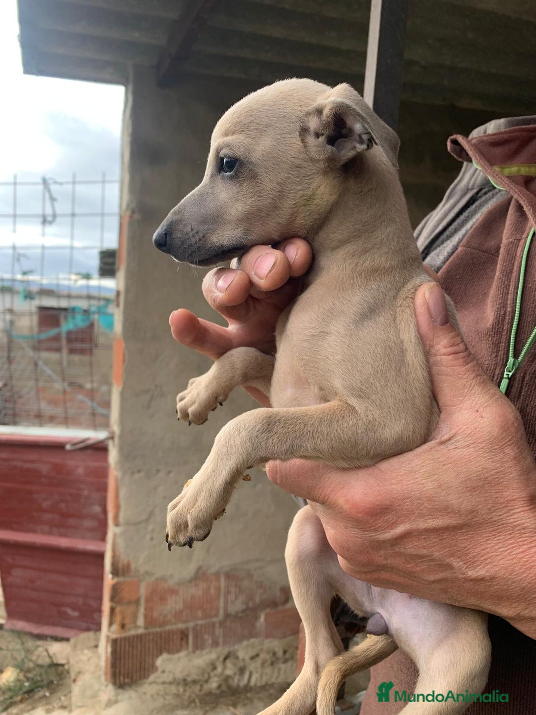 Pequeño Lebrel Italiano perros en venta: Piccolo italiano  - Anuncio 2