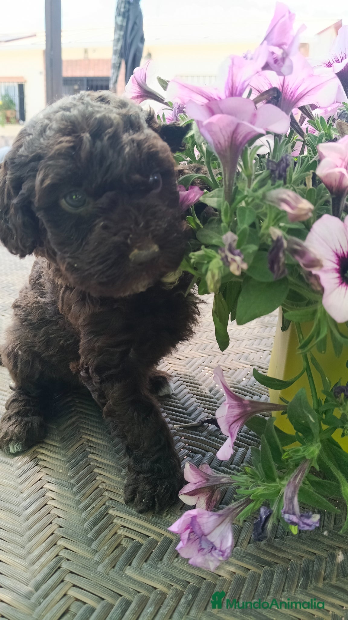 Perro de Agua Español perros Perro de agua chocolate  - Anuncio 1