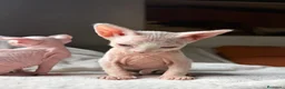 Sphynx gatos en venta: Sphynx blancos y bicolor - Anuncio 11