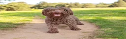 Perro de Agua Español perros en venta: Adopción Perro De Agua Español Adultos - Anuncio 3