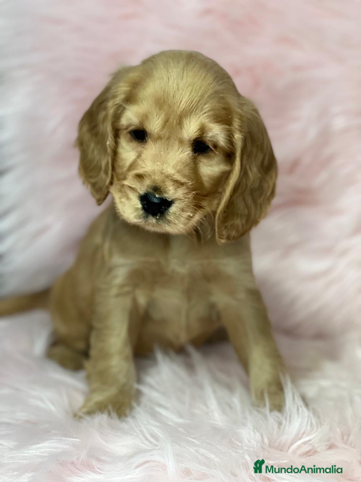 Cocker Spaniel Inglés perros Cocker ingles dorada en Barcelona - Anuncio 2