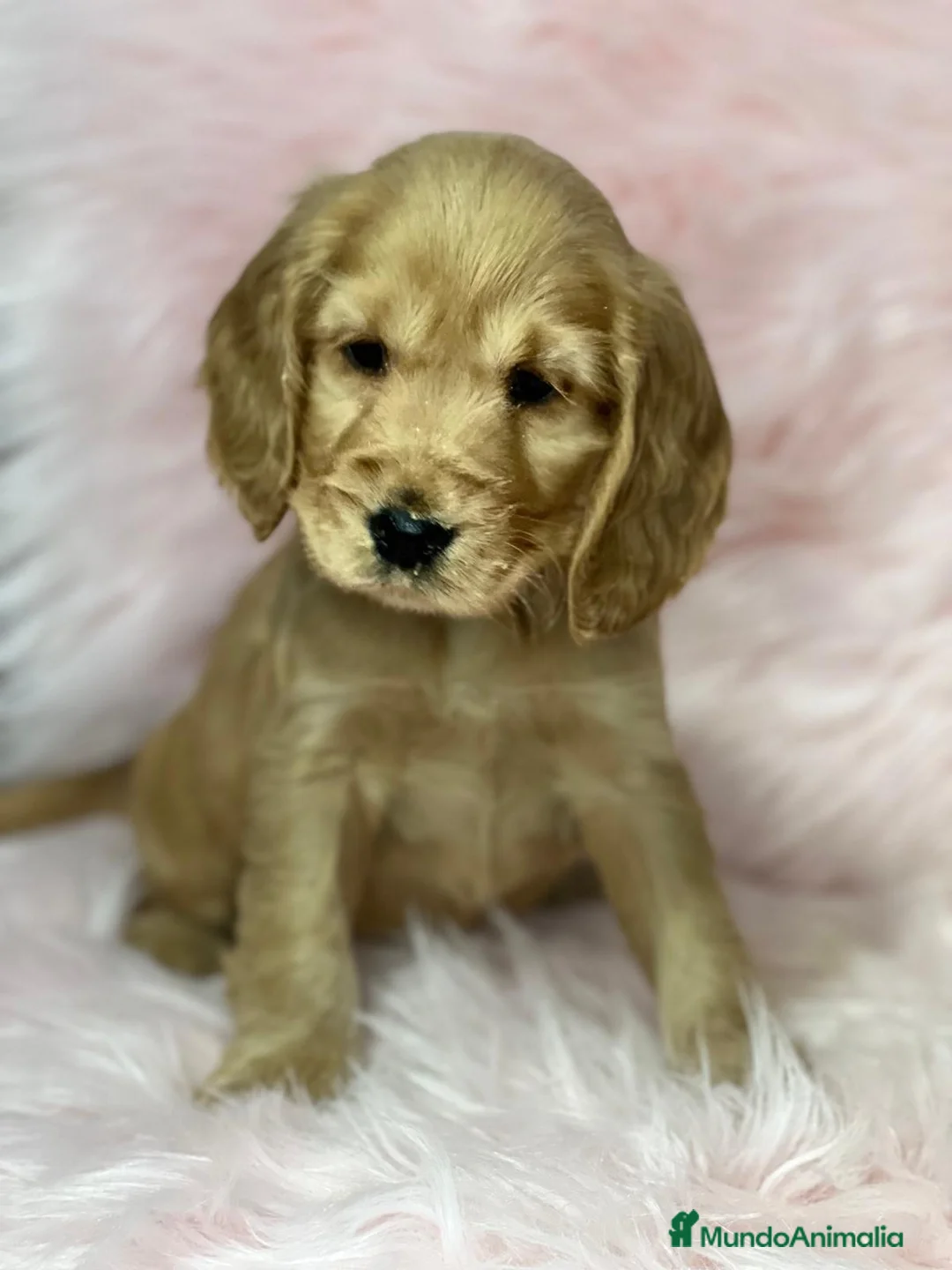 Cocker Spaniel Inglés perros en venta: Cocker ingles dorada en Barcelona - Anuncio 2