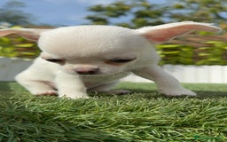 Chihuahua perros en venta: CHIHUAHUA MACHO - Imagen 14