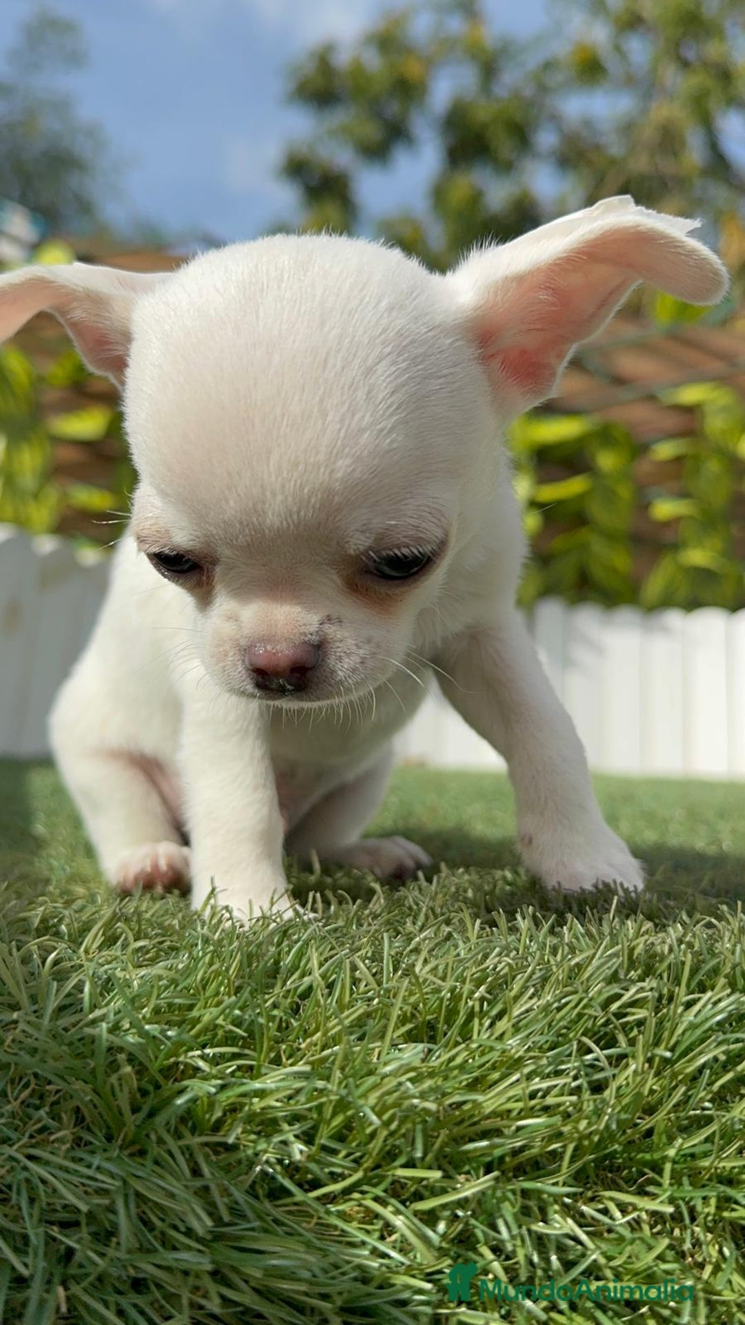 Chihuahua perros en venta: CHIHUAHUA MACHO - Imagen 14