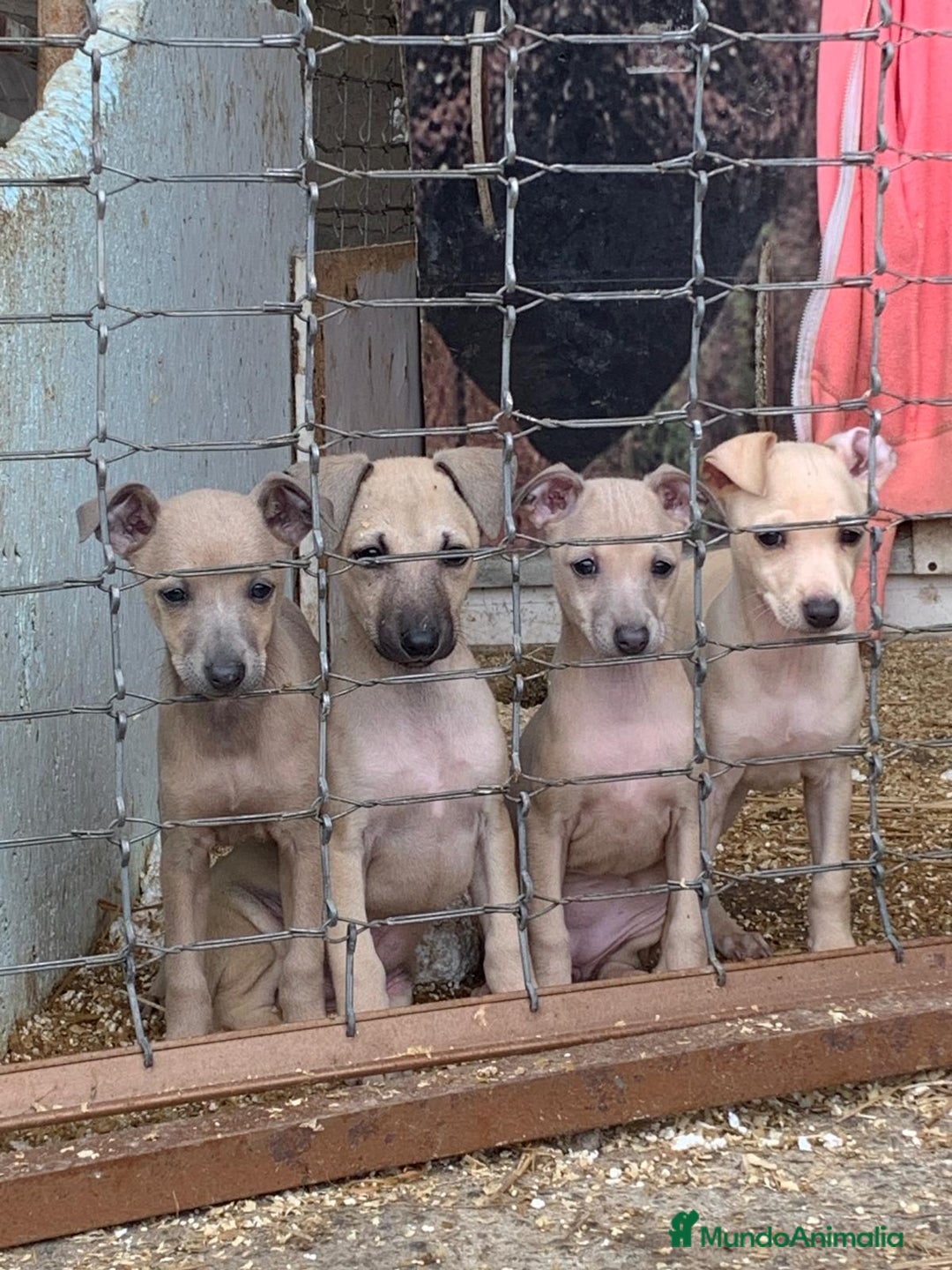 Pequeño Lebrel Italiano perros en venta: Piccolo italiano  - Anuncio 4