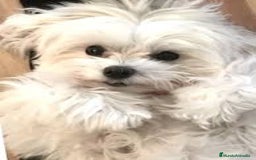 Bichón Maltés perros en venta: BICHÓN MALTÉS - Imagen 1