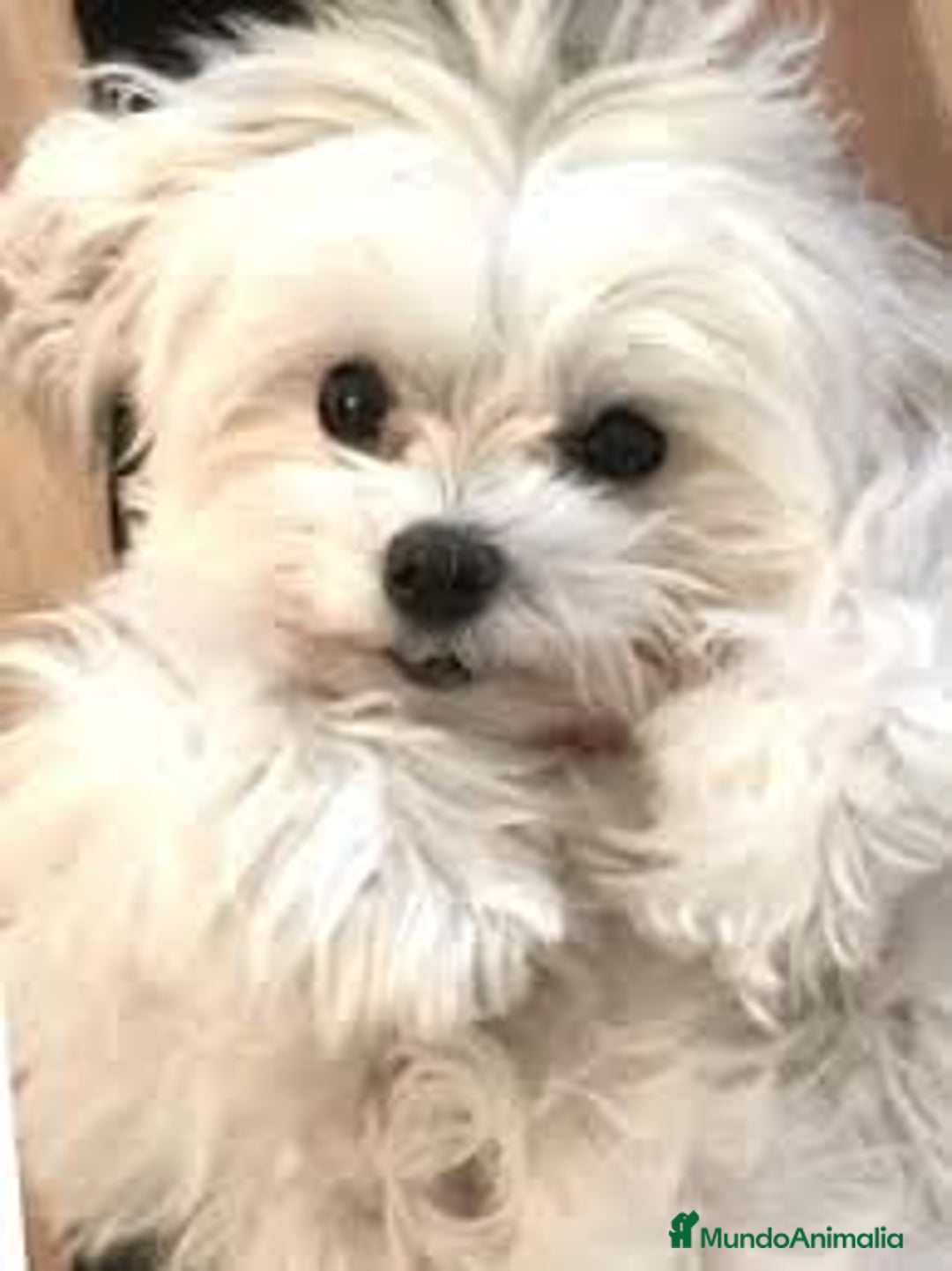 Bichón Maltés perros en venta: BICHÓN MALTÉS - Imagen 1