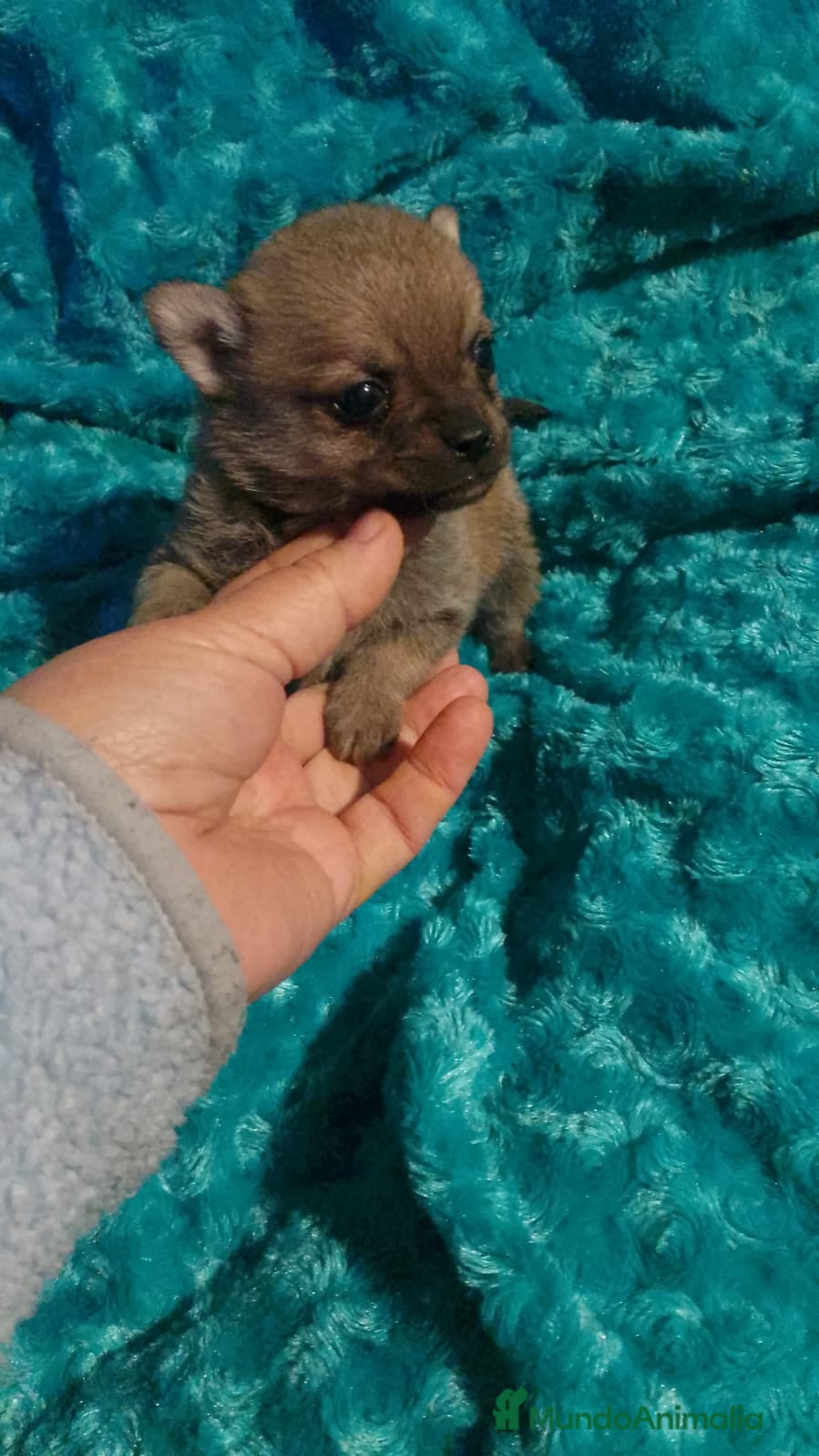 Chihuahua perros Pomchi pelo largo y semilargo  - Anuncio 12