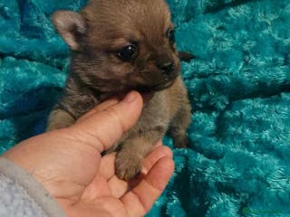 Chihuahua perros Pomchi pelo largo y semilargo - Anuncio 12