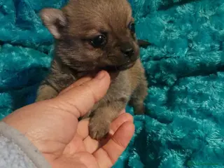 Chihuahua perros Pomchi pelo largo y semilargo - Anuncio 4