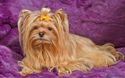Yorkshire Terrier perros en venta: Yorkshire minitoy rubia  - Imagen 7