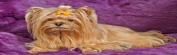Yorkshire Terrier perros en venta: Yorkshire minitoy rubia  - Anuncio 7