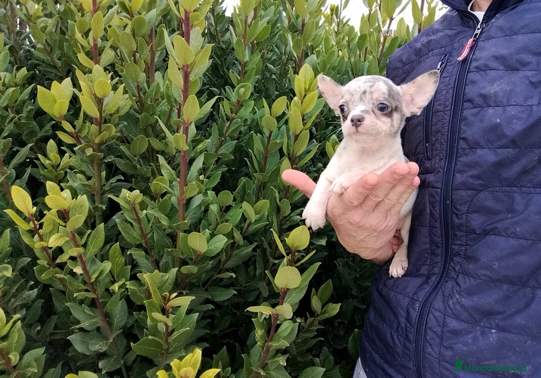 Chihuahua perros en venta: Chihuahua Toy merle - Anuncio 4