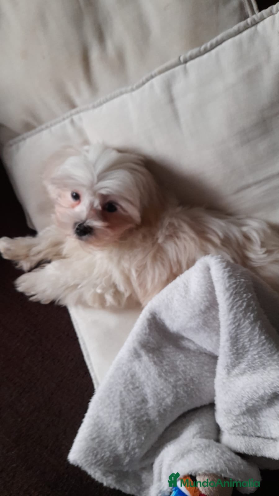Bichón Maltés perros Bichón maltés toy coreano - Anuncio 35