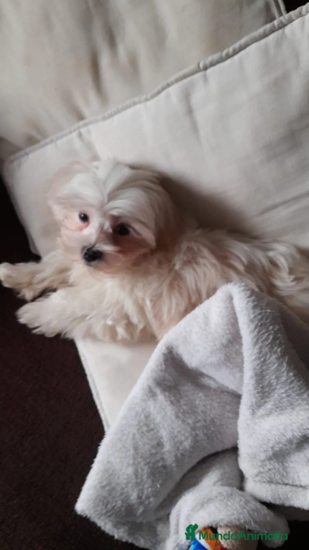 Bichón Maltés perros en venta: Bichón maltés toy coreano - Anuncio 2