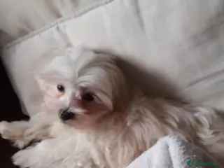Bichón Maltés perros Bichón maltés toy coreano - Anuncio 24