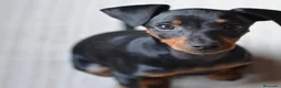 Pinscher Miniatura perros en venta: Pinscher miniatura hembritas - Anuncio 1