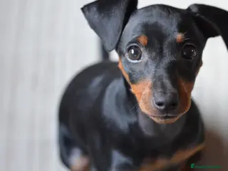 Pinscher Miniatura perros Pinscher miniatura hembritas - Anuncio 4