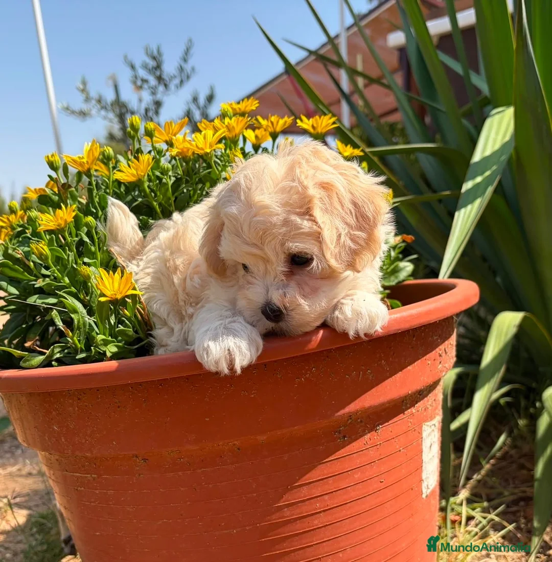 Maltipoo perros en venta: Maltipoo con rasgos muy bonitos !! - Anuncio 9