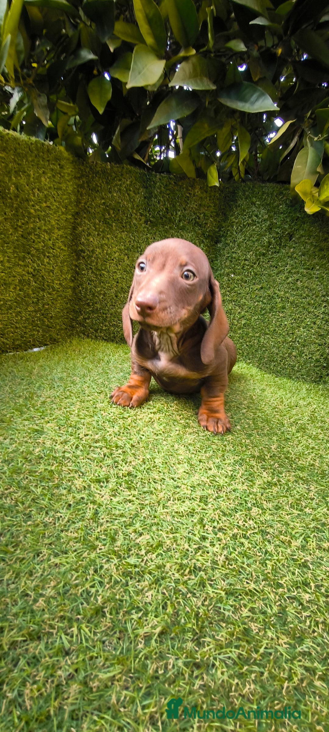 Teckel Miniatura perros en venta: camada de teckel miniatura varios colores  - Anuncio 20