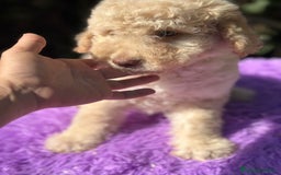 Perro de Agua Español perros en venta: Pdae crema ojos verdes  - Imagen 4