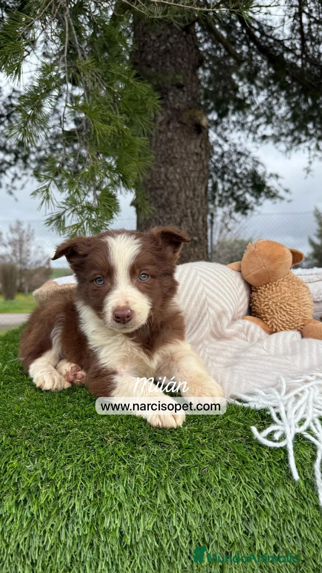 Border Collie perros en venta: BORDER COLLIE CHOCOLATE EXCELENTE LINEA en Asturias - Anuncio 2