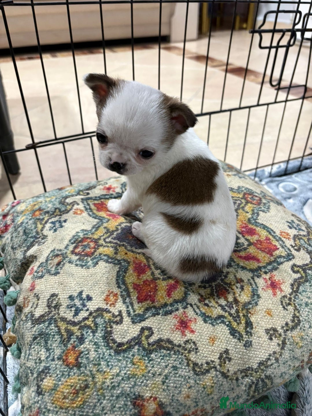 Chihuahua perros en venta: Chihuahua mini toy tricolor  - Anuncio 11