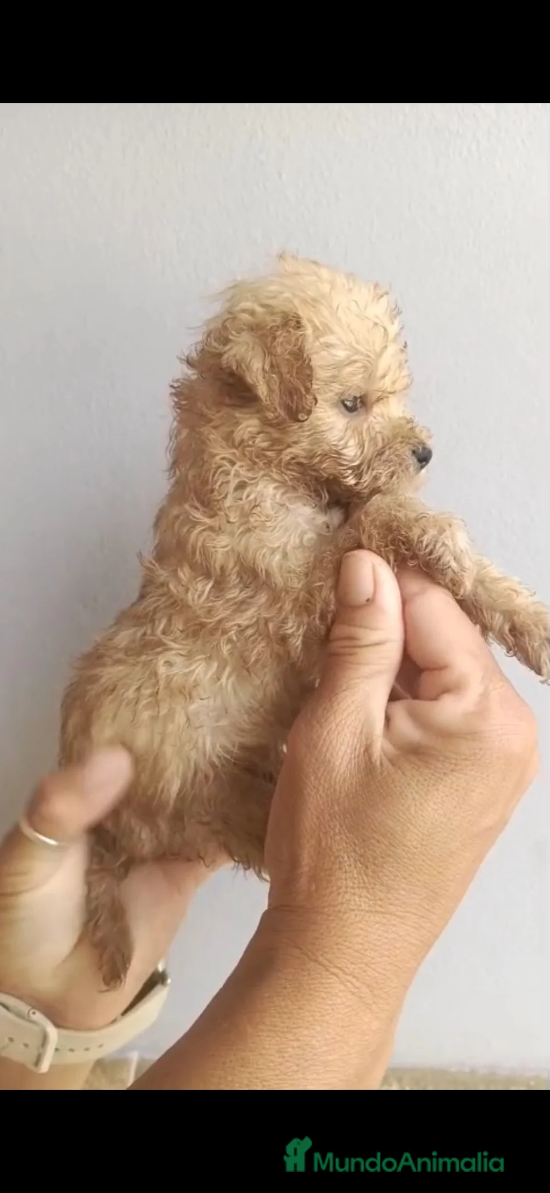Caniche Toy perros en venta: Caniche apricot disponible 🐶🐾🔥 en Málaga - Anuncio 5