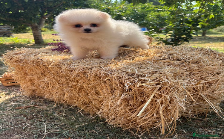 Pomerania perros - Anuncio 4