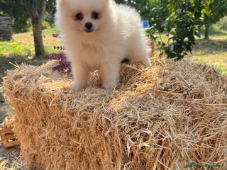 Pomerania perros - Anuncio 33