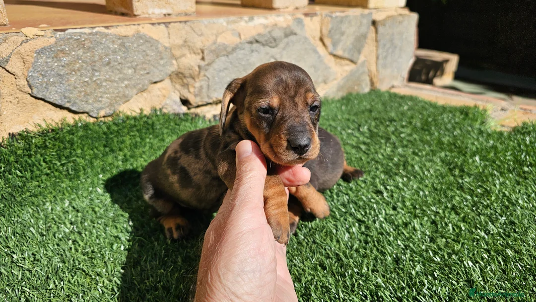 Teckel perros en venta: Espectaculares cachorritos de teckel - Anuncio 2