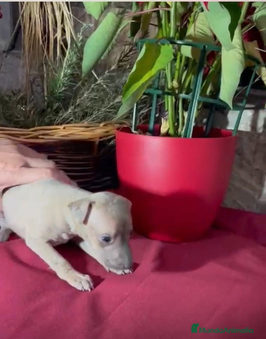 Whippet perros en venta: Whippet blue y Verdino  - Anuncio 3