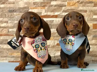 Teckel Miniatura perros Teckel mini chocolate - Anuncio 1