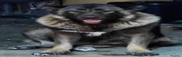 Pastor del Cáucaso perros en venta: Pastor del Cáucaso 606904470 en Valencia - Anuncio 2