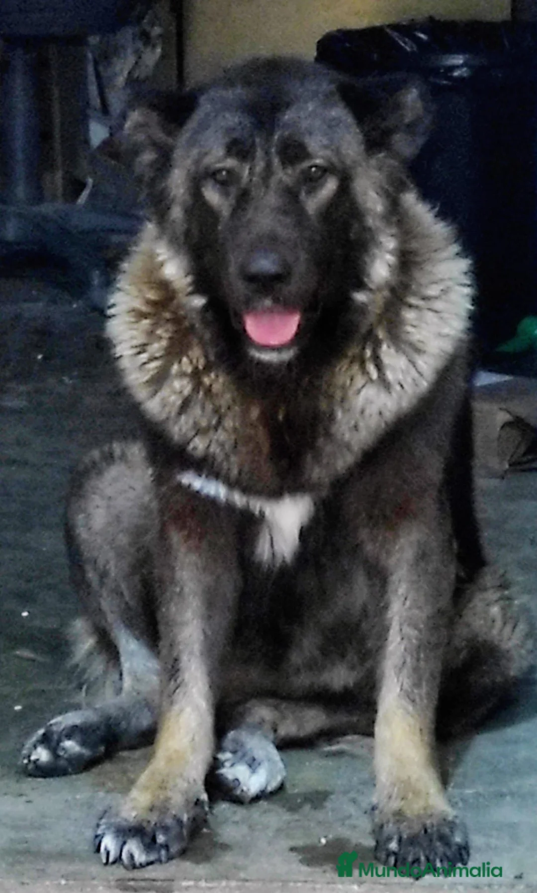 Pastor del Cáucaso perros en venta: Pastor del Cáucaso 606904470 en Valencia - Anuncio 2