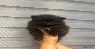Pomerania perros - Anuncio 16