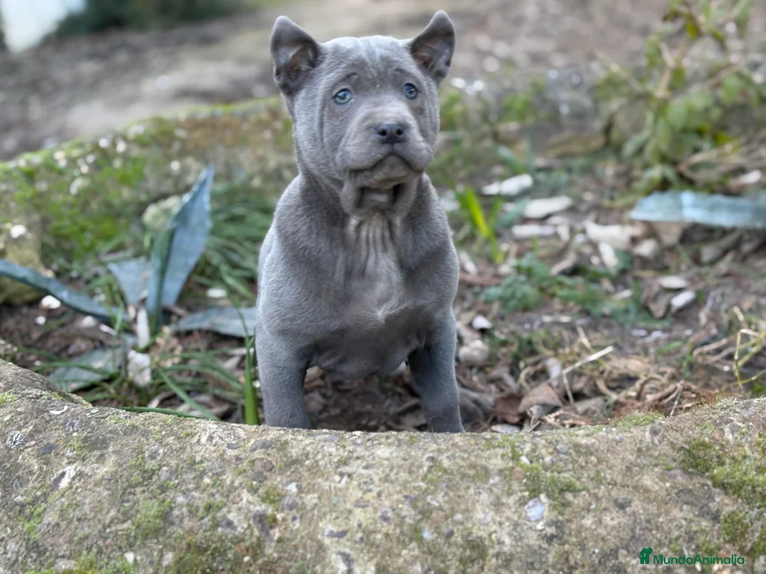 Thai Ridgeback Dog perros en venta: 🐕🐾🐾 Thai Ridgeback Dog - Exclusividad Absoluta! - Anuncio 2