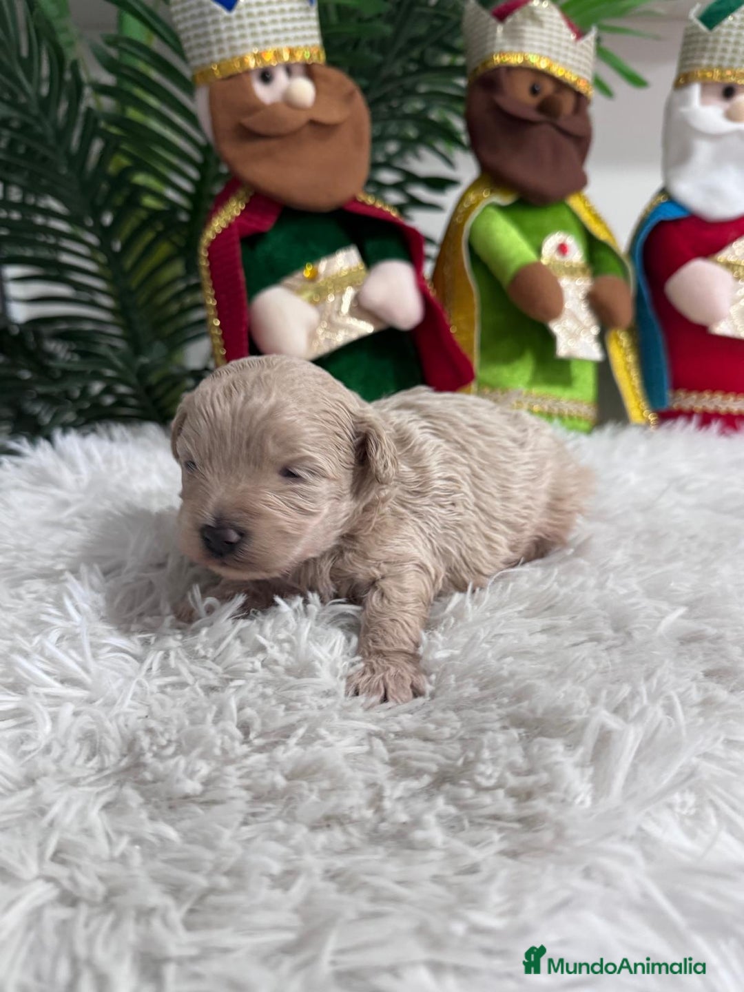 Maltipoo perros en venta: MALTIPOO MACHO - Anuncio 20